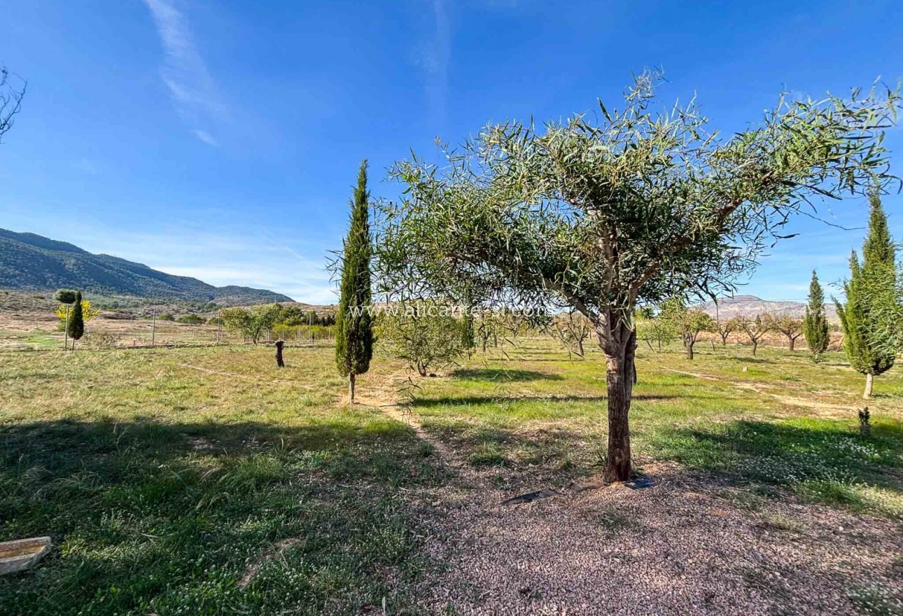 Sale - Finca - Hondón de las Nieves