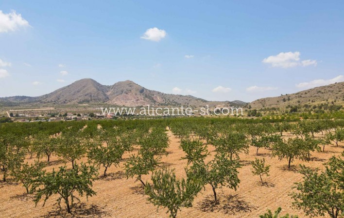 Revente - Herenhuis - Barbarroja - Algueña