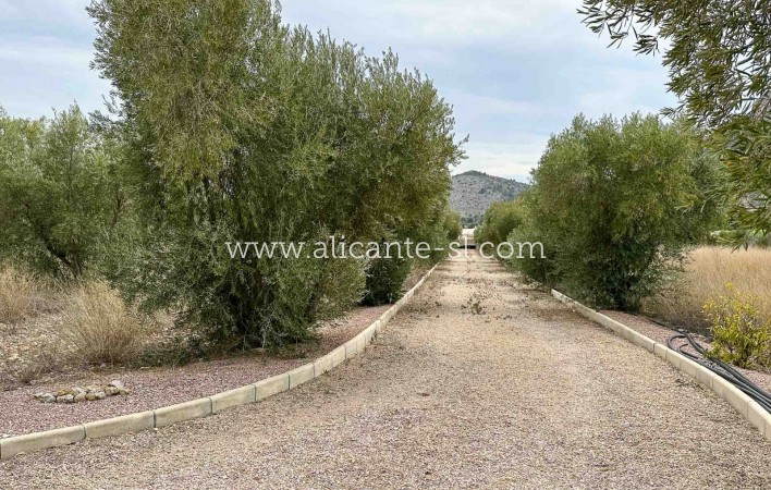 Sale - Finca - Aspe